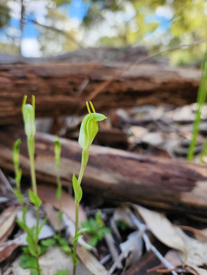 Pterostylis brevisepala photo 3