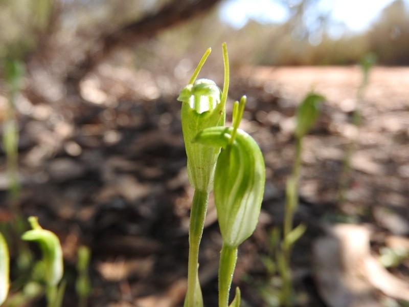 Pterostylis brevisepala photo 4