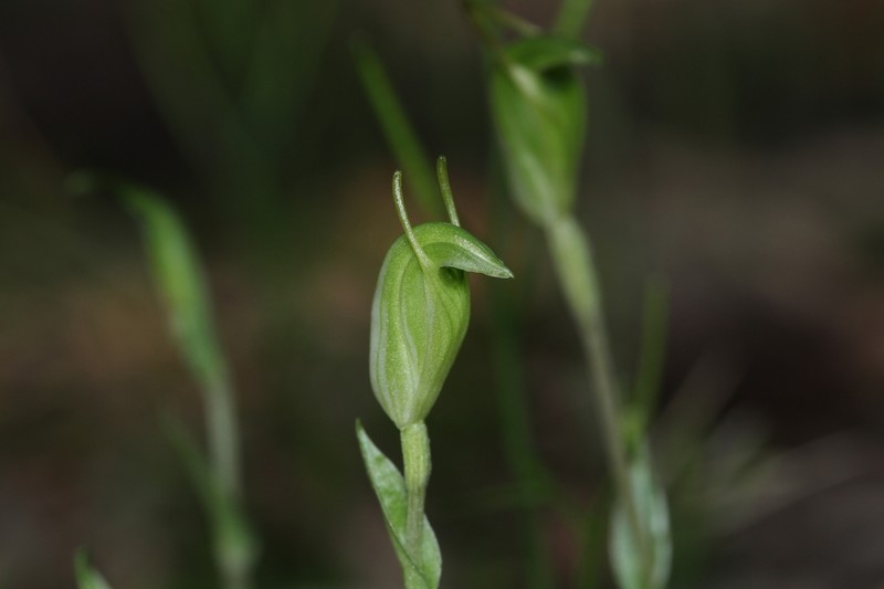 Pterostylis brevisepala photo 5