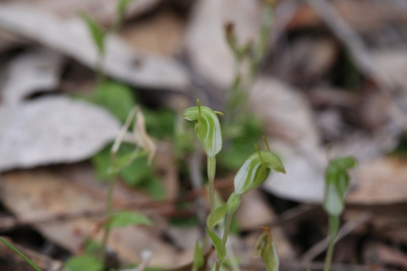 Pterostylis brevisepala photo 6