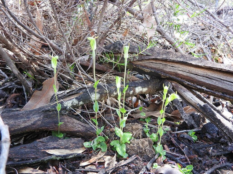 Pterostylis brevisepala photo 7
