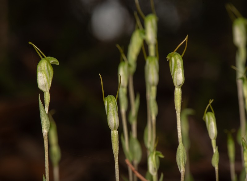 Pterostylis crispula photo 2