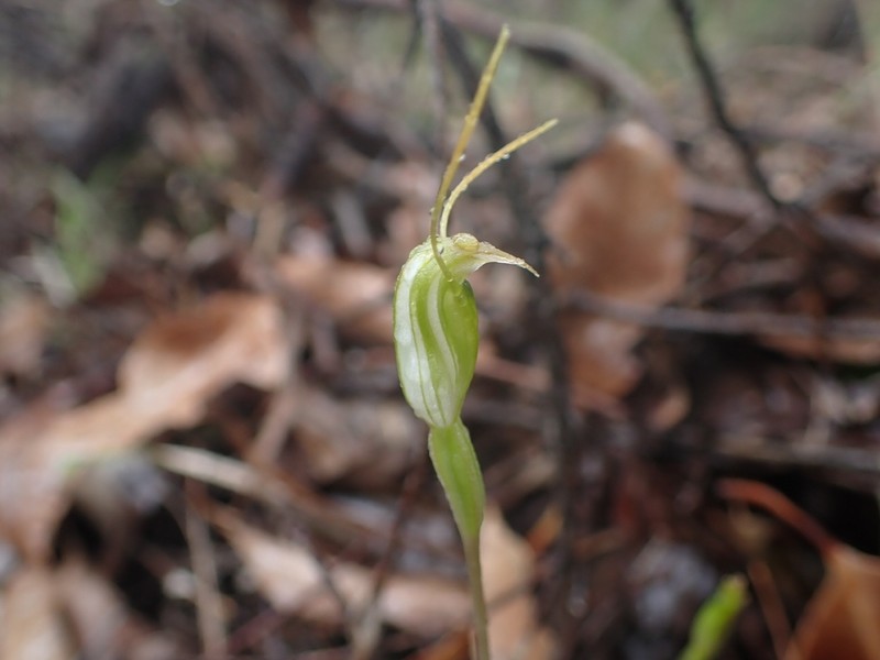 Pterostylis crispula photo 3