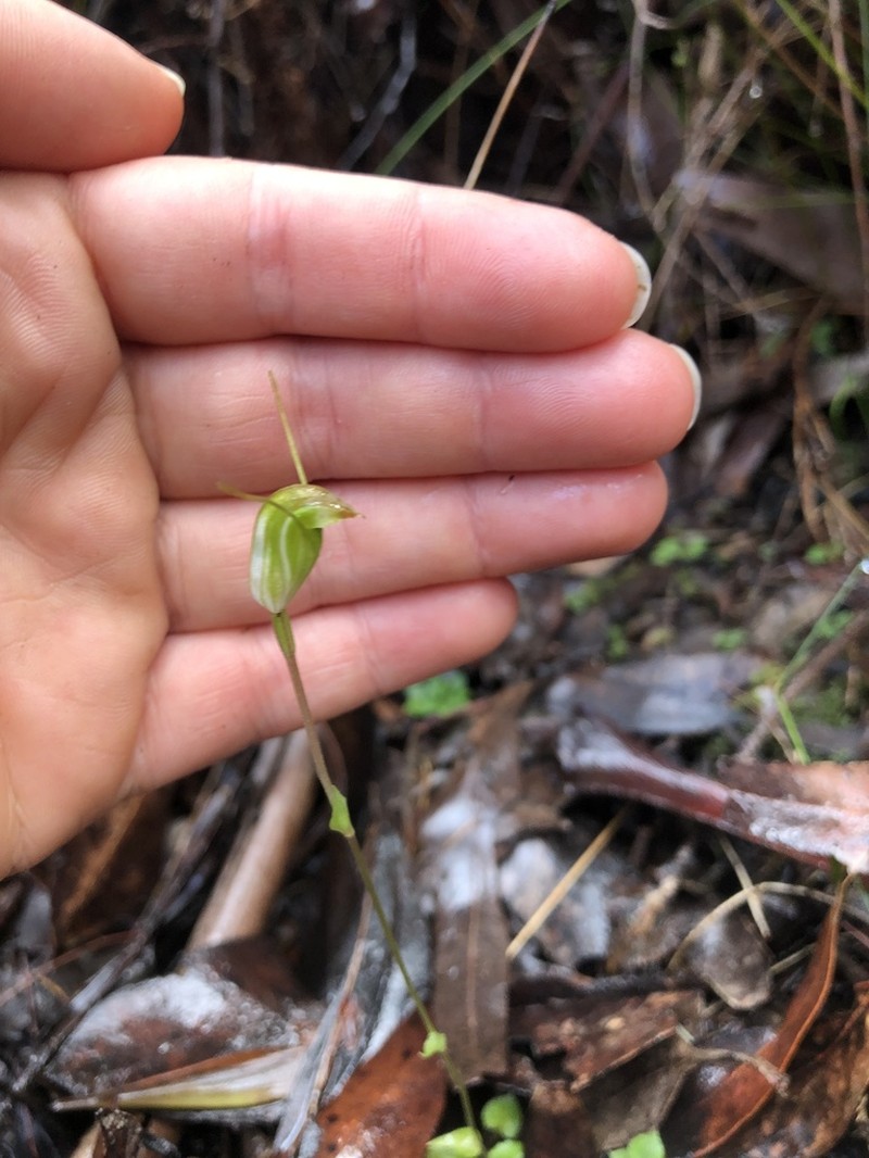 Pterostylis crispula photo 4