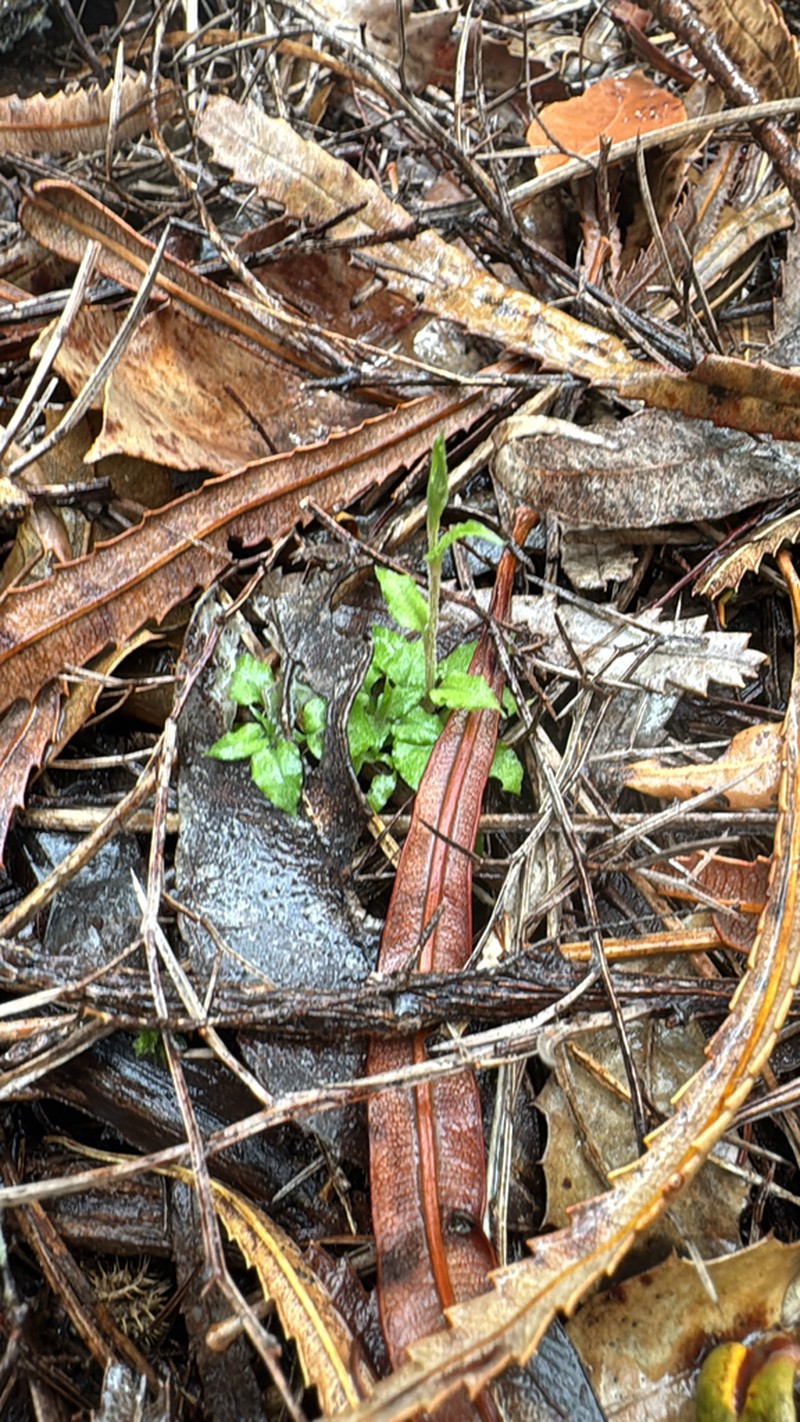 Pterostylis crispula photo 5