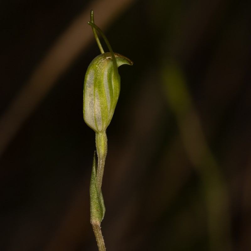 Pterostylis crispula photo 6
