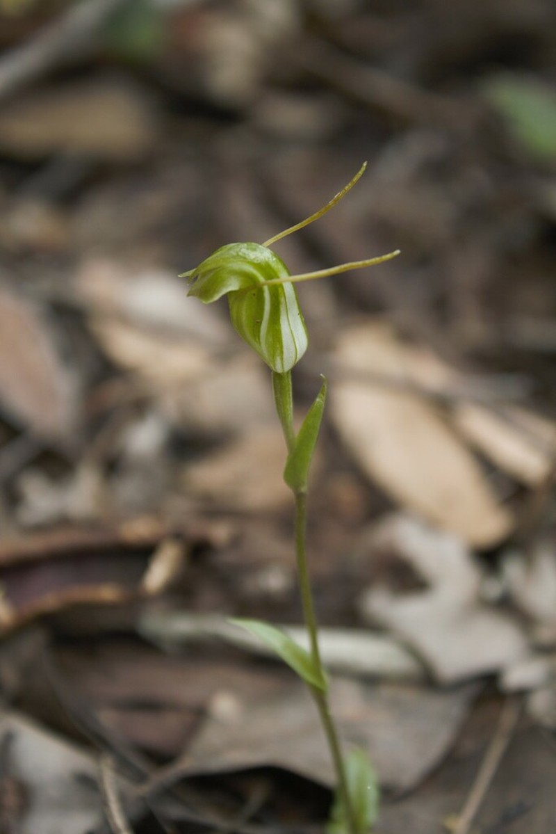 Pterostylis crispula photo 7