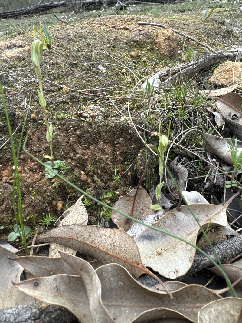 Pterostylis crispula photo 8