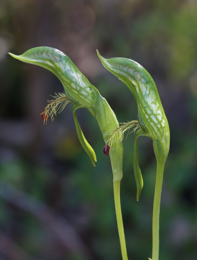 Pterostylis extensa