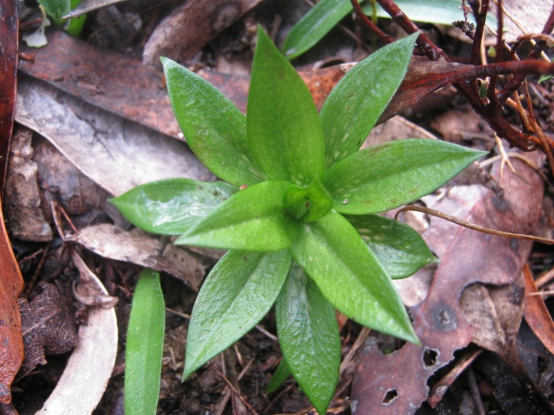 Pterostylis extensa photo 2