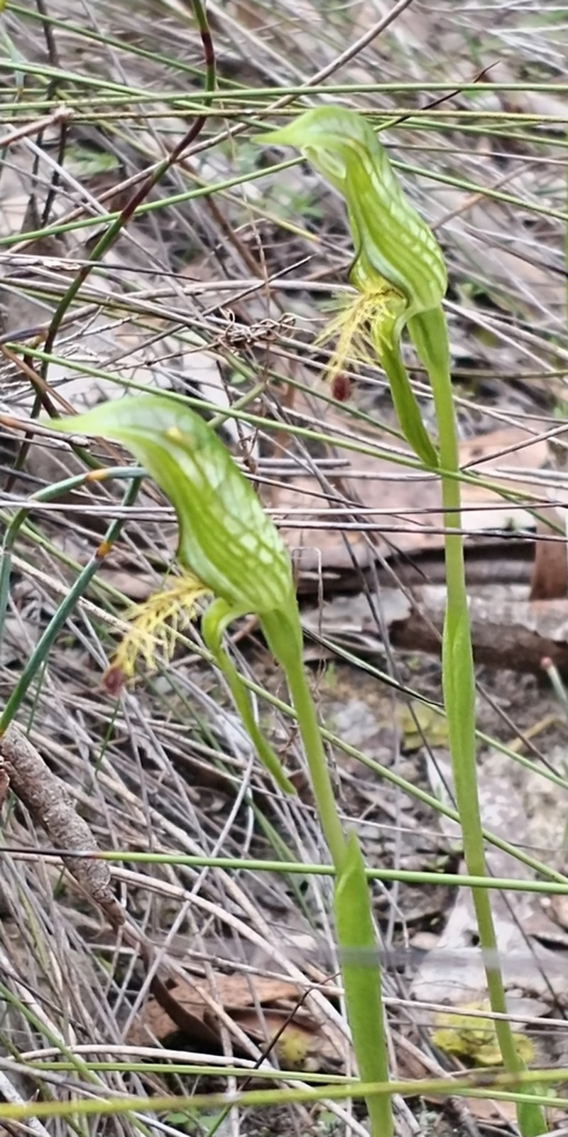 Pterostylis extensa photo 3