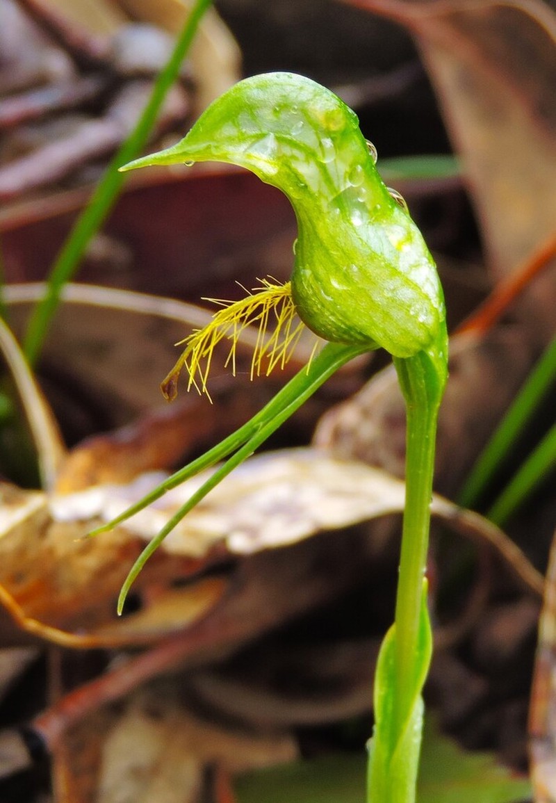 Pterostylis extensa photo 4
