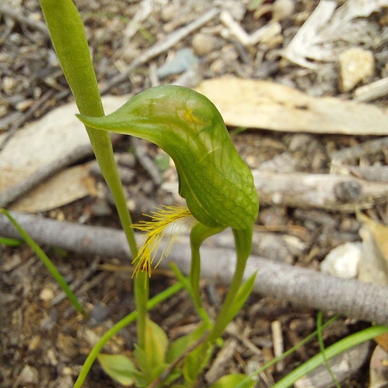 Pterostylis extensa photo 5