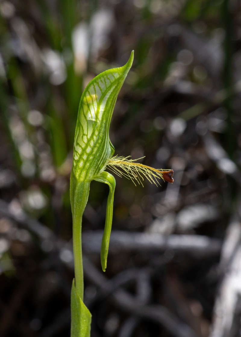Pterostylis extensa photo 6