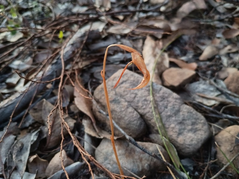 Pterostylis extensa photo 7