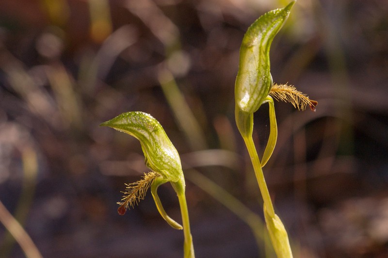 Pterostylis extensa photo 8