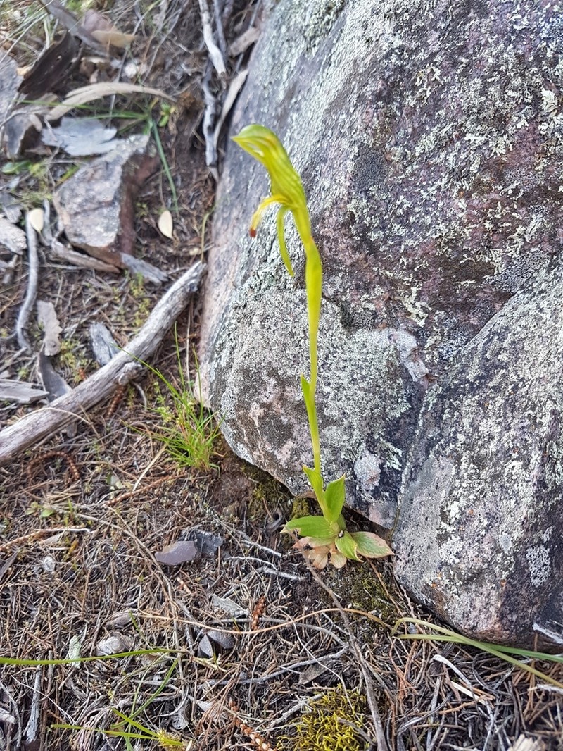 Pterostylis foliacea
