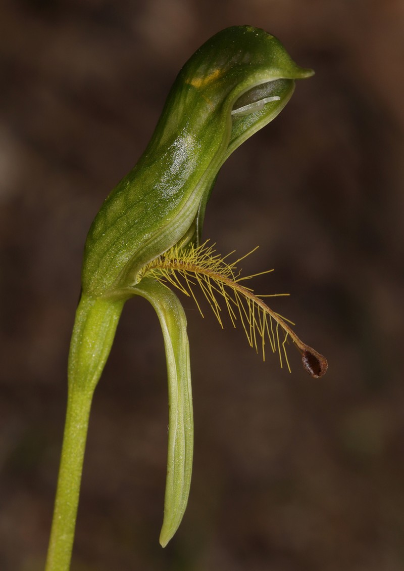 Pterostylis foliacea photo 2