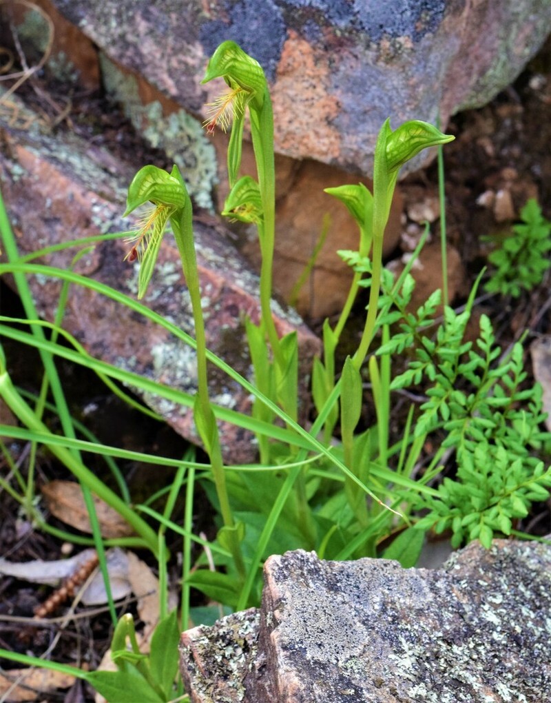 Pterostylis foliacea photo 3