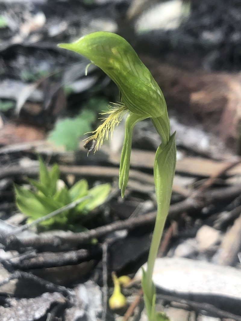 Pterostylis foliacea photo 4