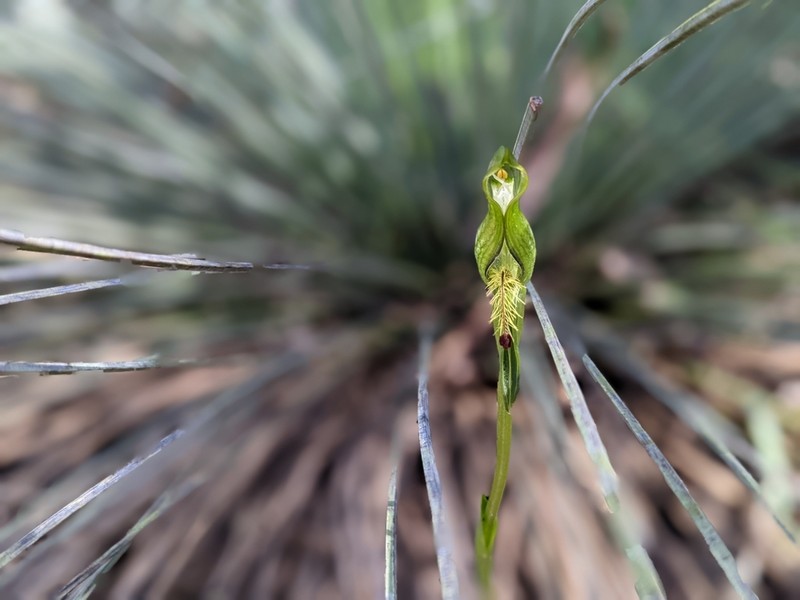Pterostylis foliacea photo 5