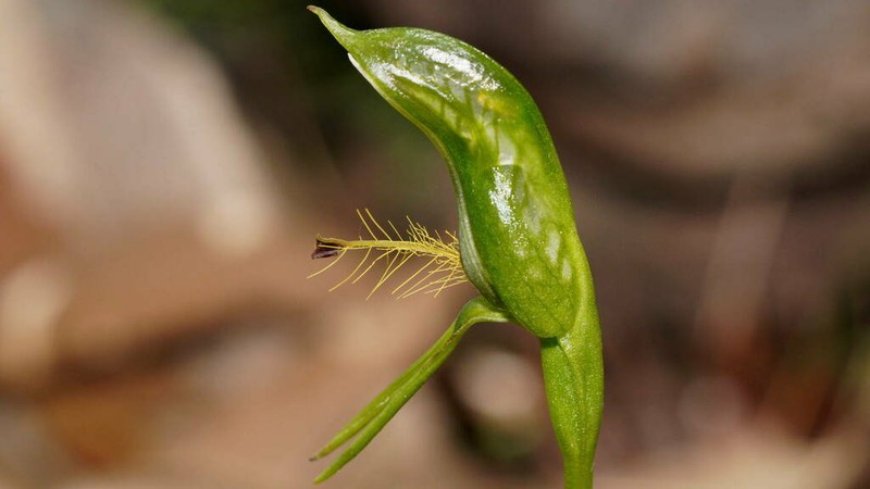 Pterostylis foliacea photo 6