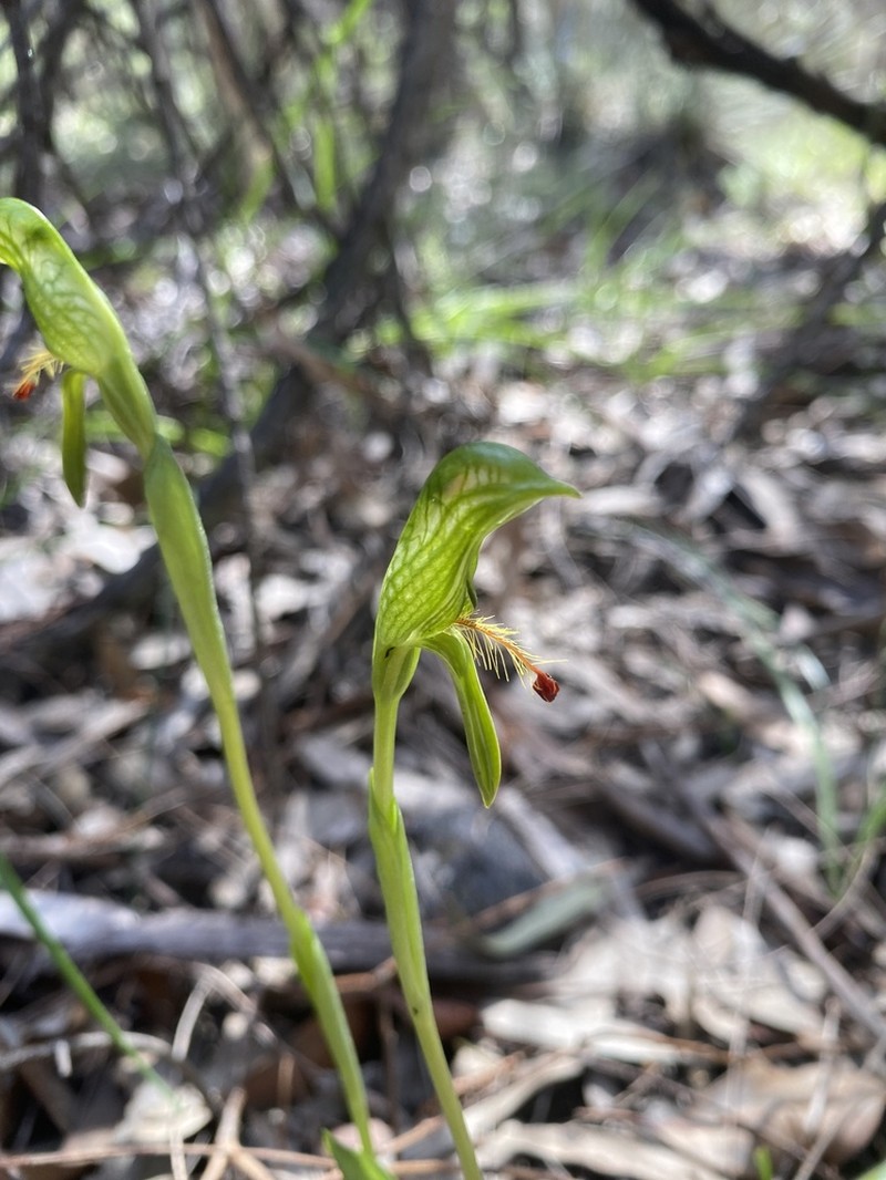 Pterostylis foliacea photo 7
