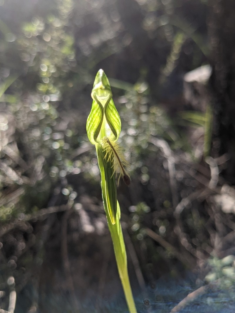 Pterostylis foliacea photo 8
