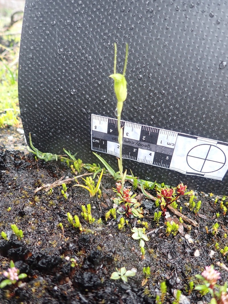 Pterostylis gracillima