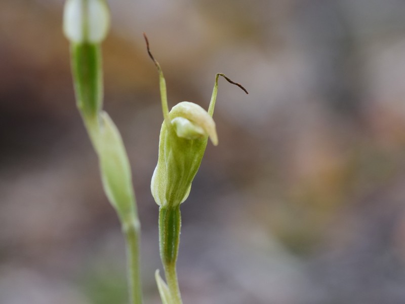 Pterostylis gracillima photo 2