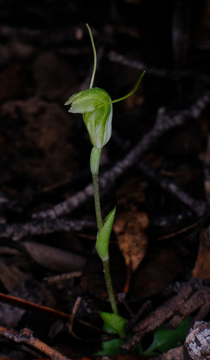 Pterostylis grossa