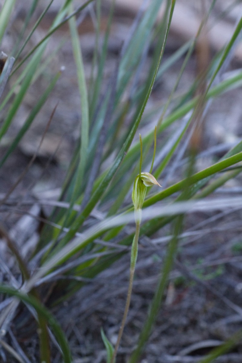 Pterostylis grossa photo 2