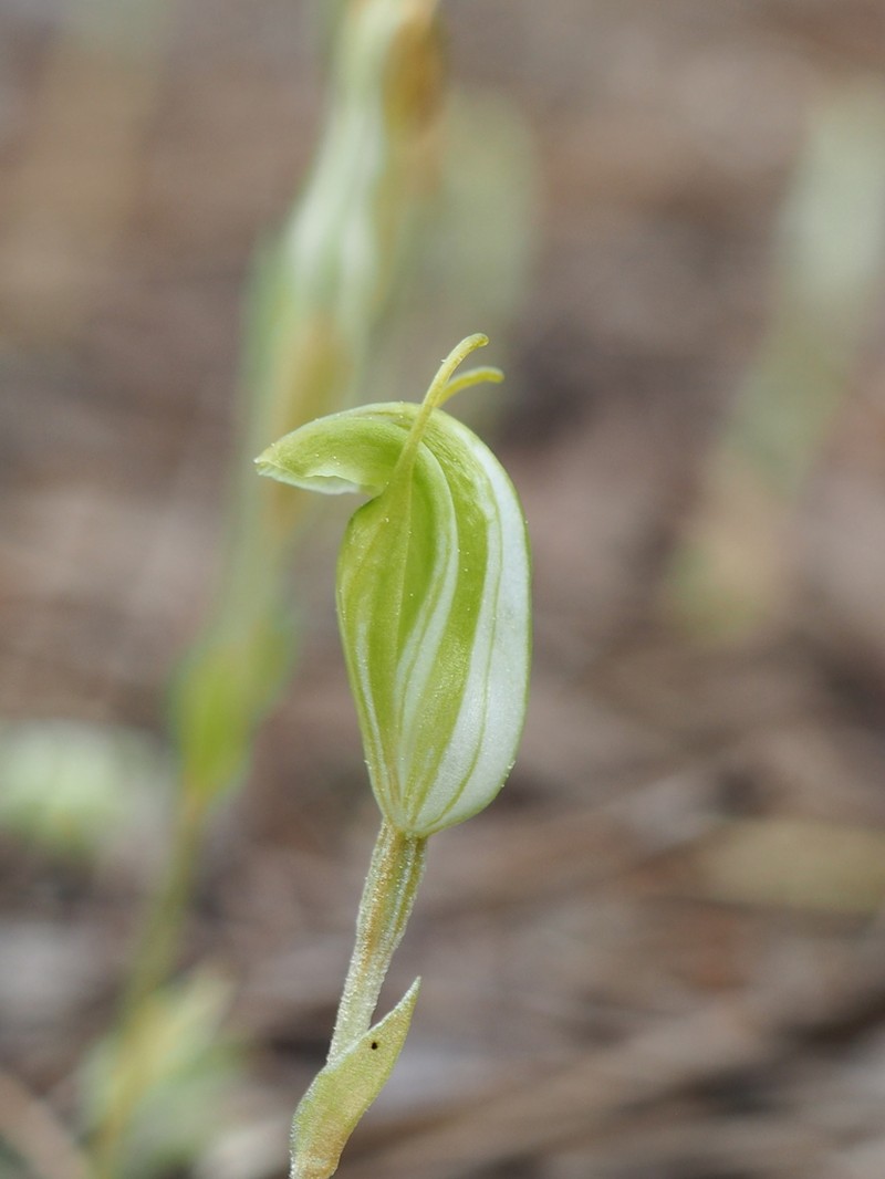 Pterostylis grossa photo 3