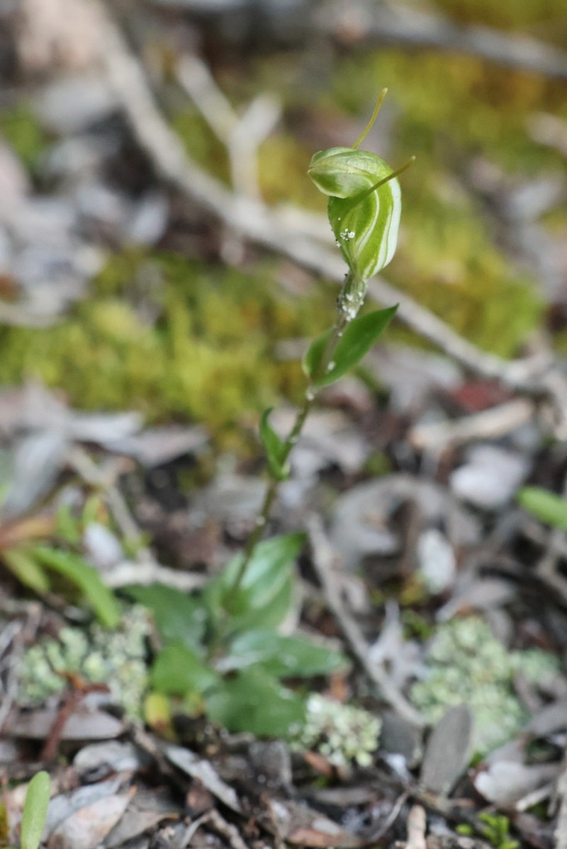 Pterostylis grossa photo 4