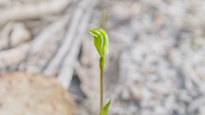 Pterostylis grossa photo 5