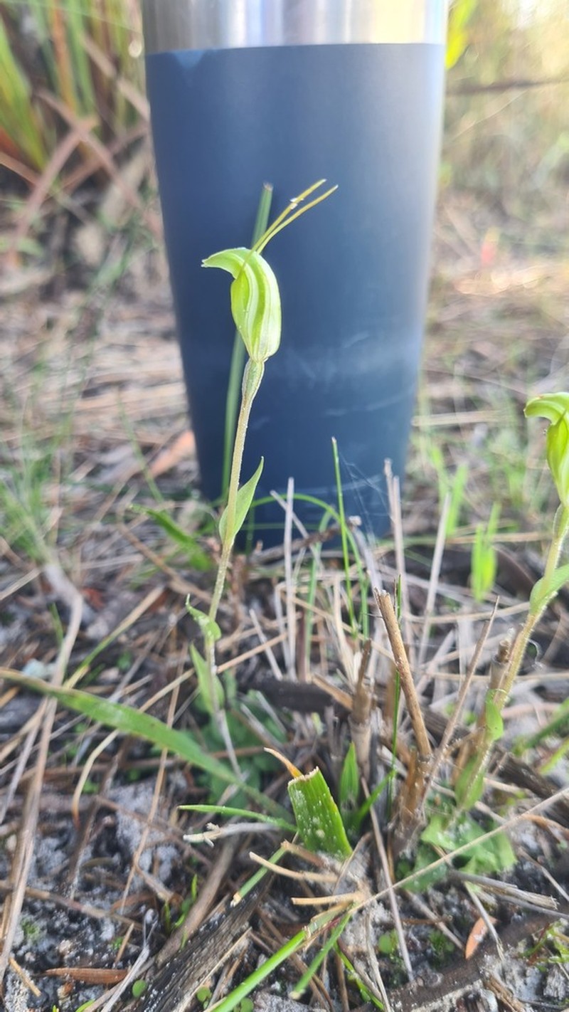 Pterostylis grossa photo 6