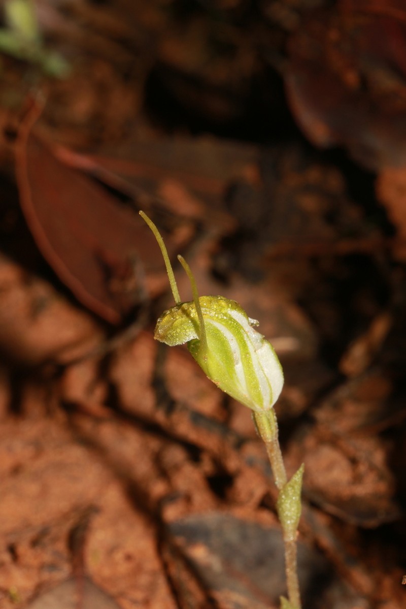 Pterostylis grossa photo 7