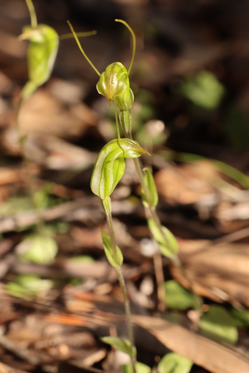 Pterostylis grossa photo 8
