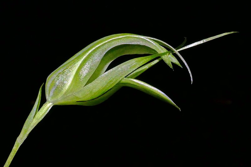 Pterostylis longilabia