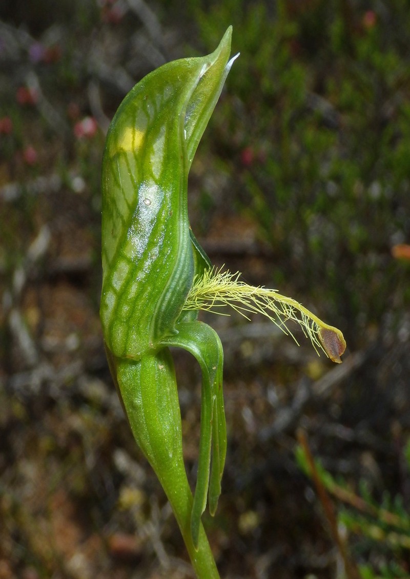 Pterostylis multisignata