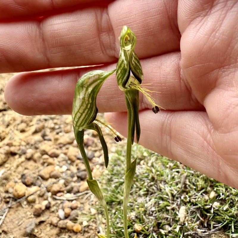 Pterostylis multisignata photo 2