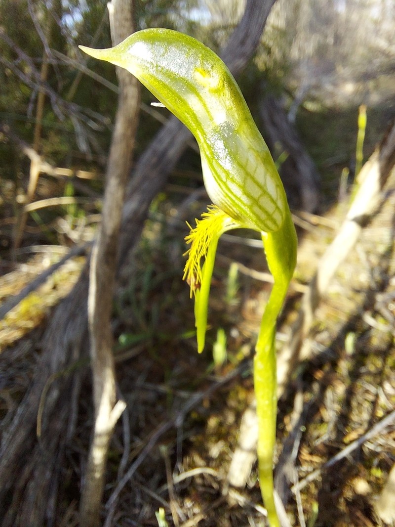 Pterostylis multisignata photo 3