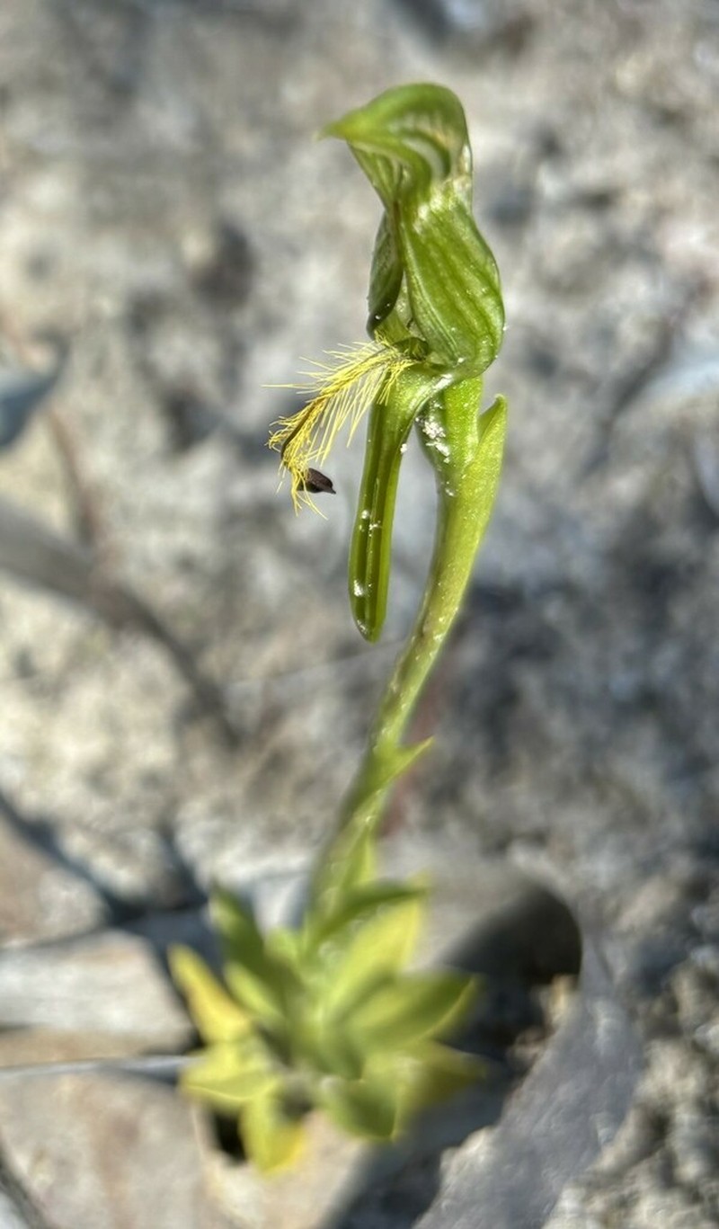 Pterostylis multisignata photo 4