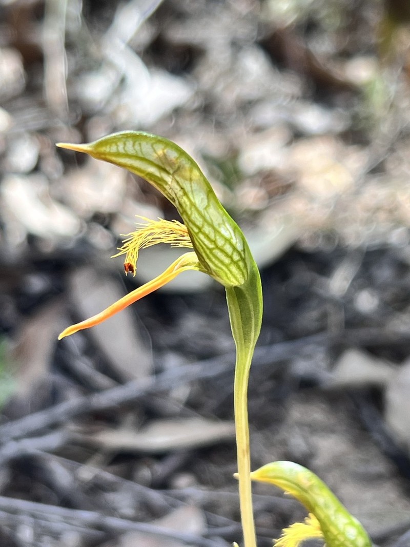 Pterostylis multisignata photo 5