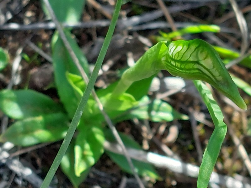 Pterostylis multisignata photo 6