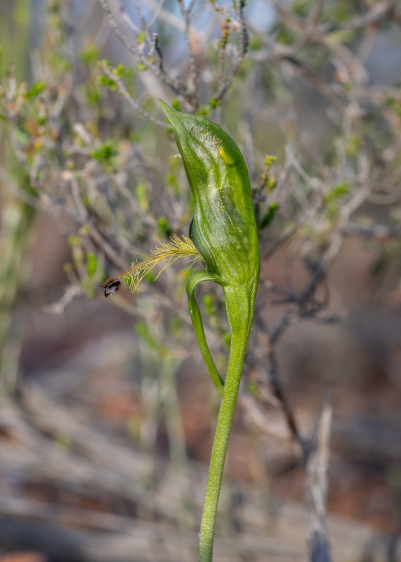 Pterostylis multisignata photo 7