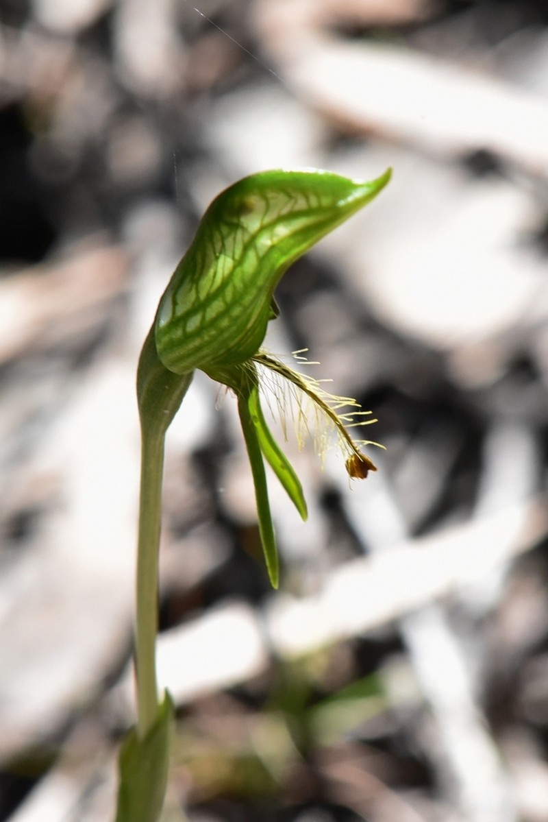 Pterostylis multisignata photo 8