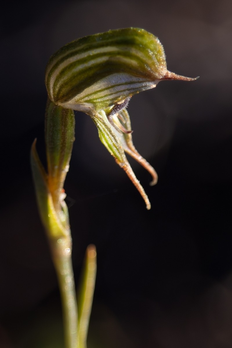 Pterostylis occulta