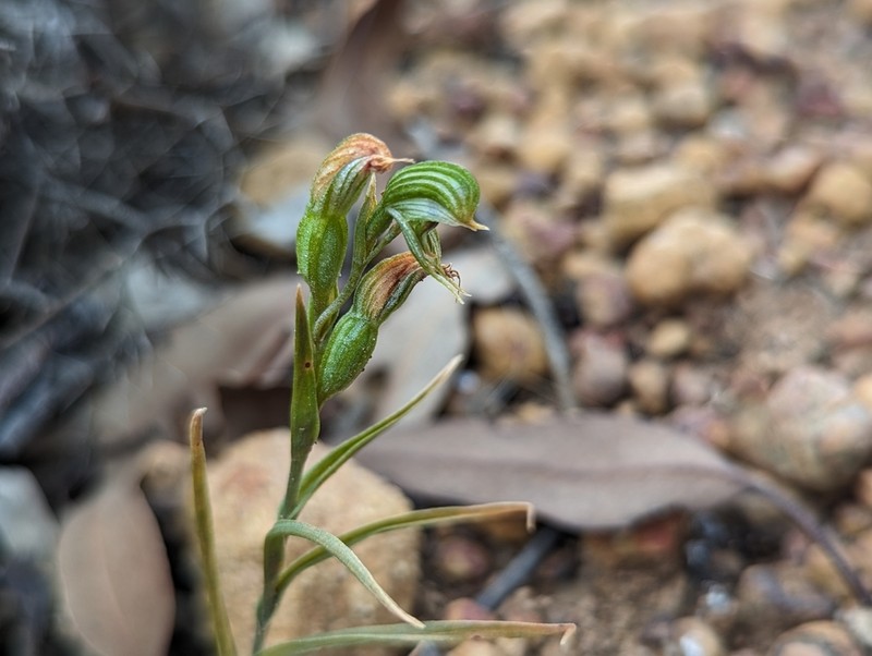 Pterostylis occulta photo 2