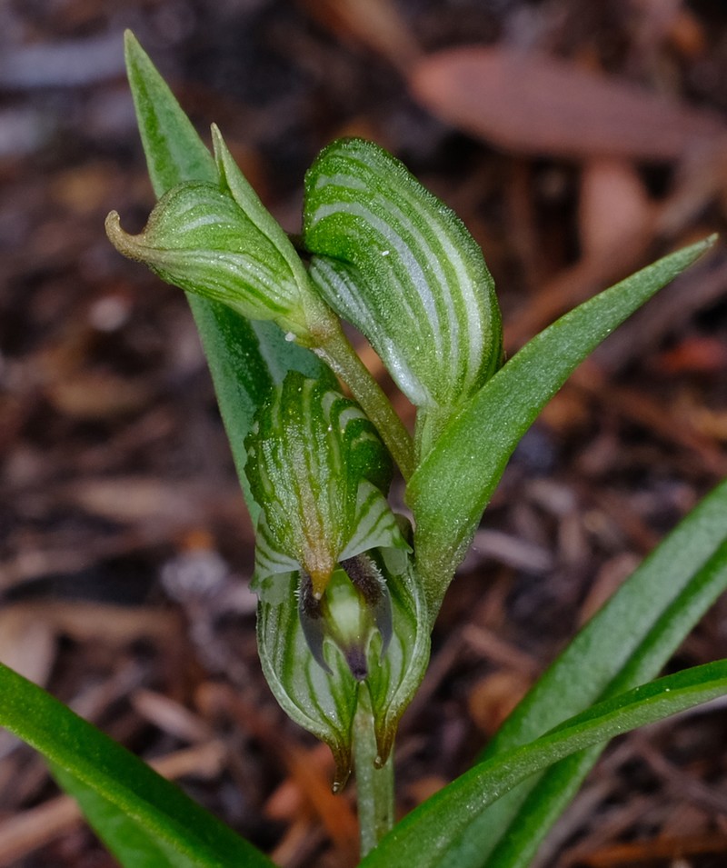 Pterostylis occulta photo 3